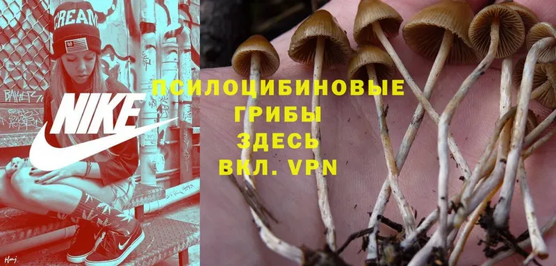 где найти наркотики  Великие Луки  Галлюциногенные грибы Psilocybine cubensis 